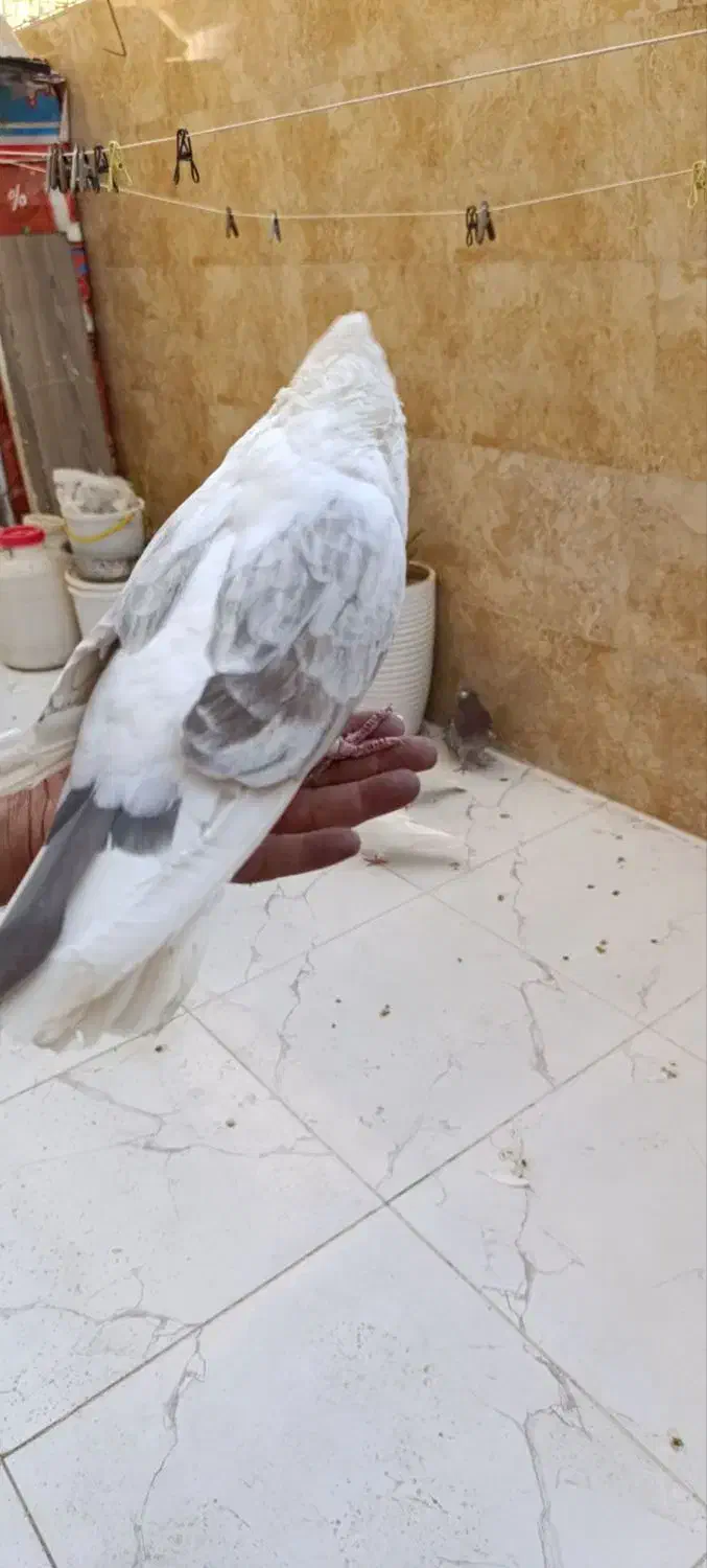 کفتر نوک قنار|پرنده|گلستان (تهران), |دیوار