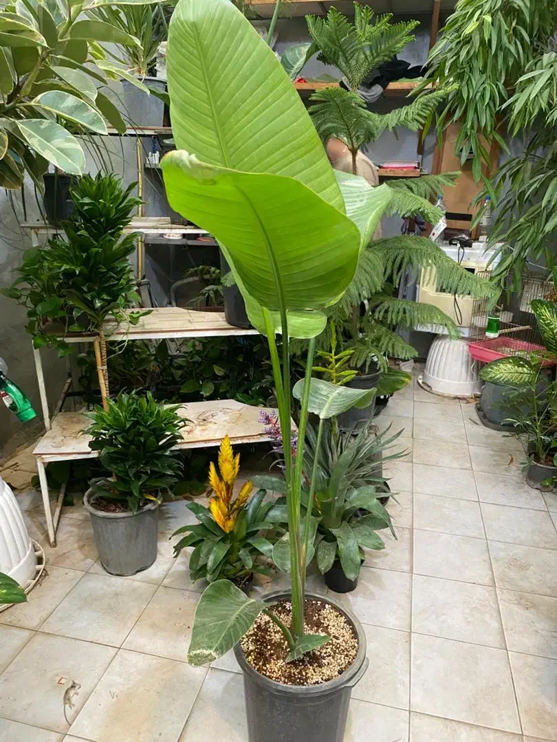 نخل نیکلای انواع گل گیاه اپارتمانی نیلا گالری|گل و گیاه طبیعی|لواسان, |دیوار