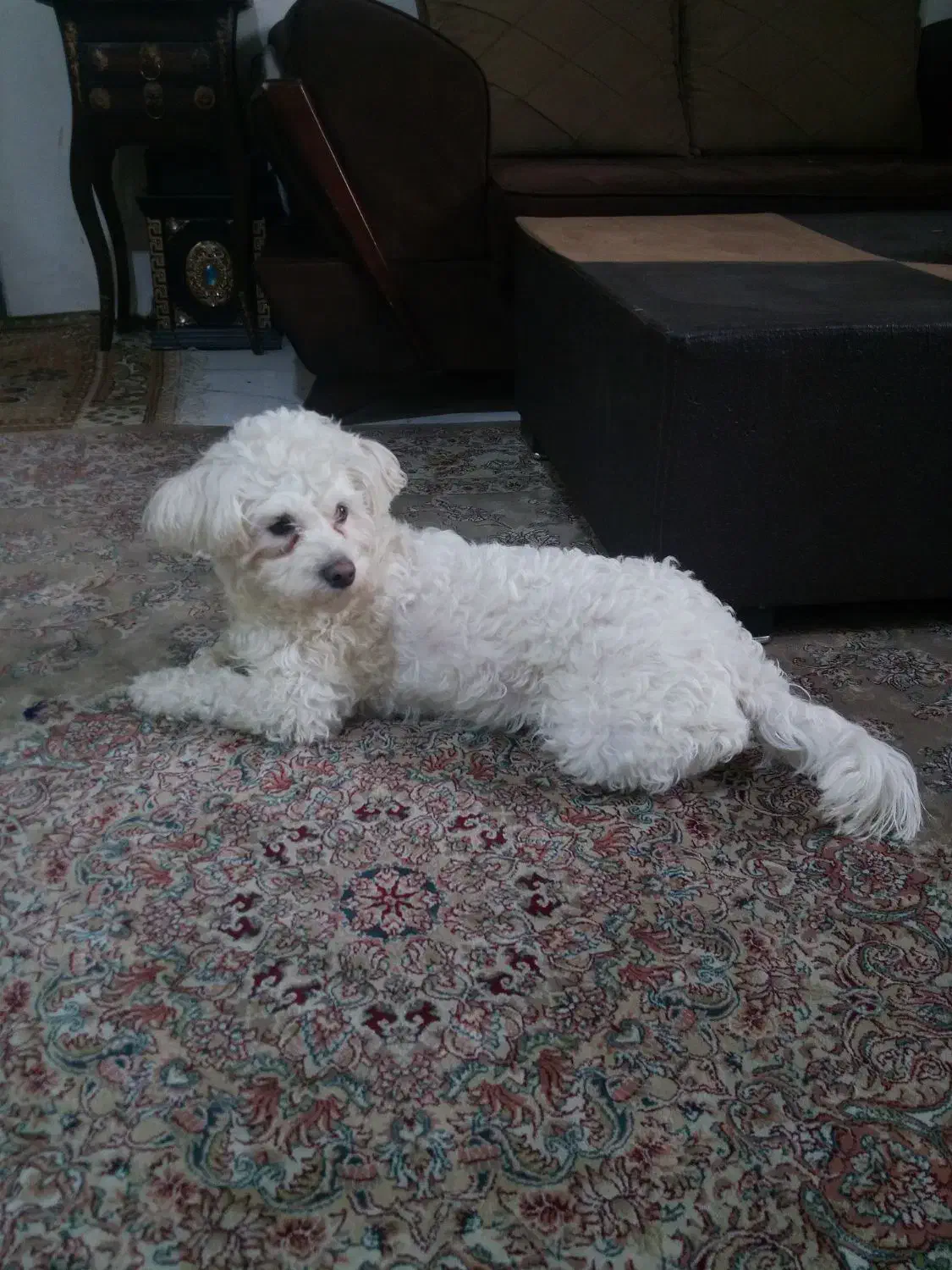 سگ شیتزو ماده|سگ|مشهد, گاز|دیوار