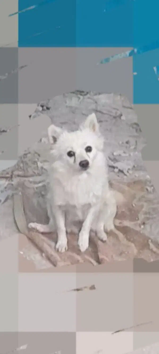 سگ پاکوتاه ماده سالم و بازی گوش حرف گوش کن|سگ|سرعین, |دیوار