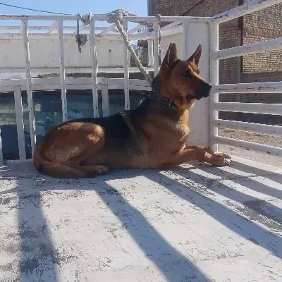 سگ ژرمن درجه یک نر گوش بحرف نگهبان|سگ|تهران, بوستان ولایت|دیوار