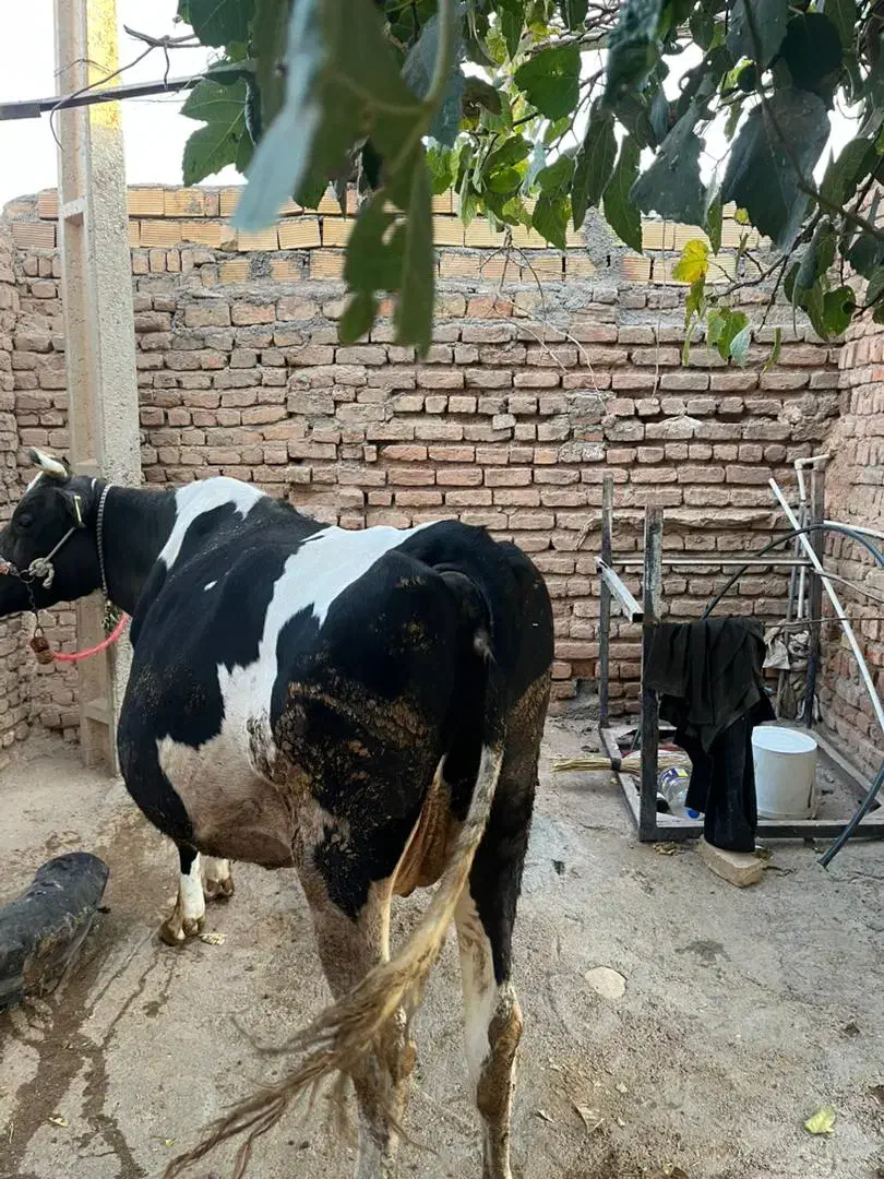 گاو ۸ماه آبستن سیمیتال|حیوانات مزرعه|کوهدشت, |دیوار