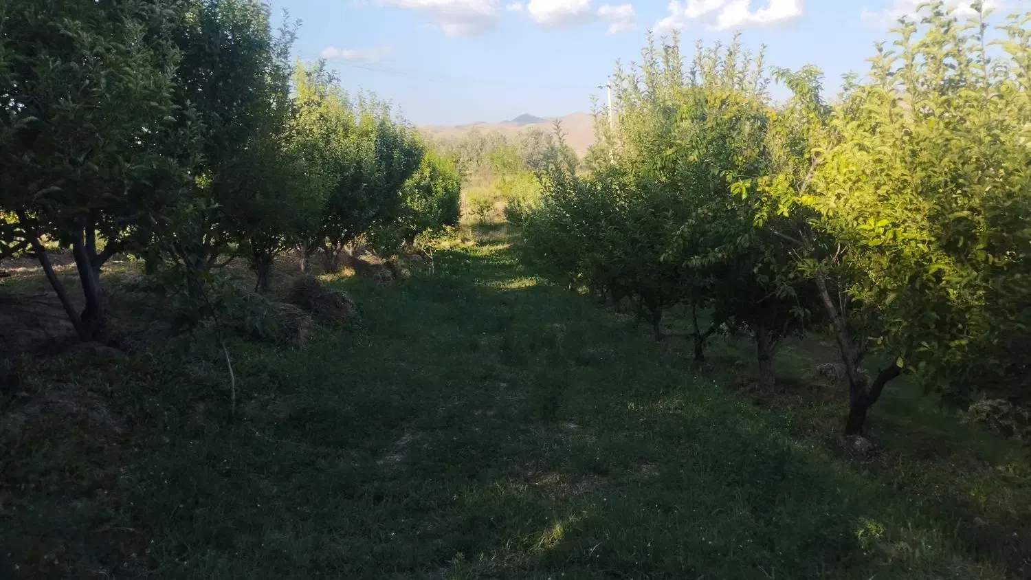 فروش باغ ۶ هزار متر|فروش زمین و ملک کلنگی|شاهین دژ, |دیوار