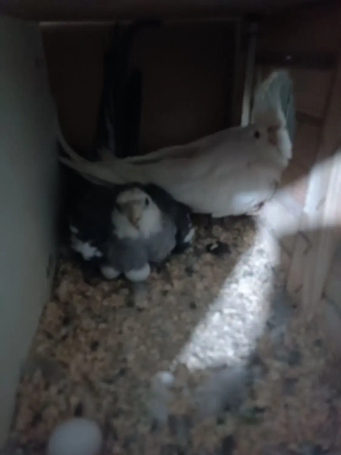 جفت عروس هلندی|پرنده|تهران, نازی‌آباد|دیوار