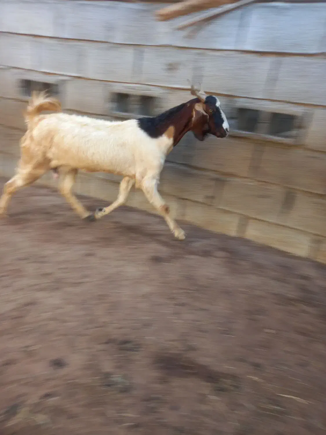 گوسفند|حیوانات مزرعه|توکهور, |دیوار