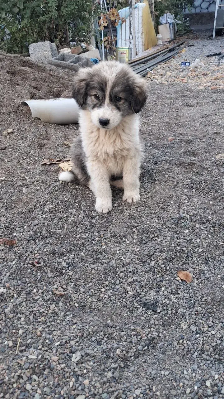 توله سگ|سگ|کاشمر, |دیوار