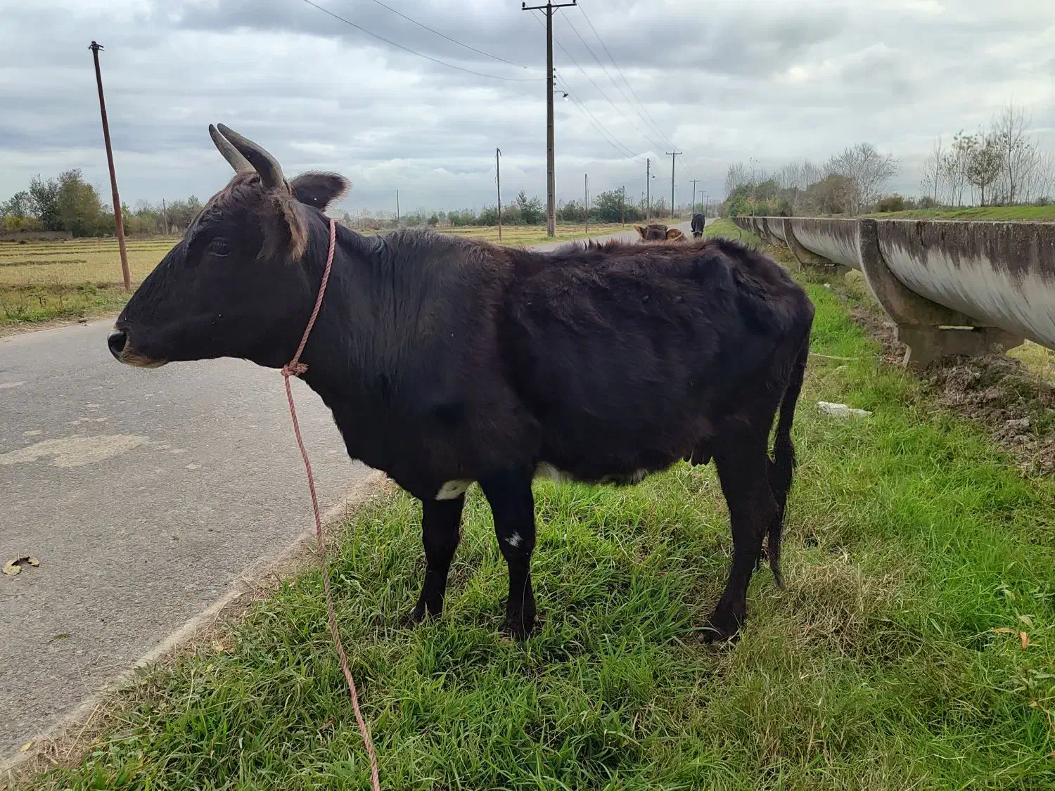 گاو با گوساله ماده جرسی|حیوانات مزرعه|فومن, |دیوار