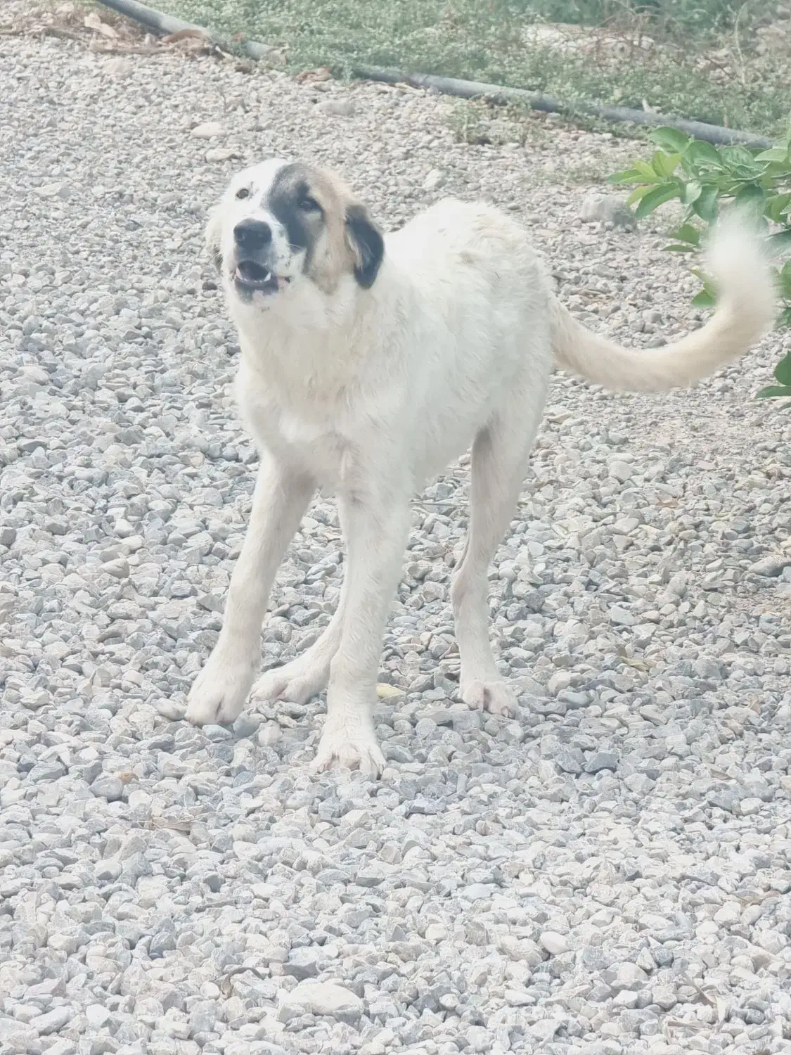 توله سگ ۶ ماهه|سگ|بندرعباس, |دیوار