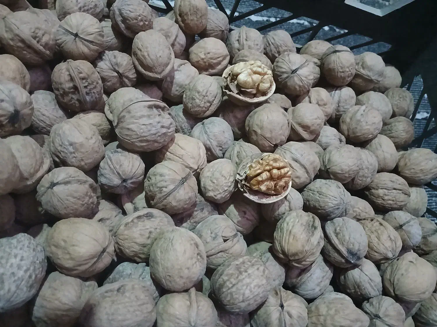 گردوی طارم سفلی مغزدار روغنی امساله و تازه|خوردنی و آشامیدنی|قزوین, |دیوار