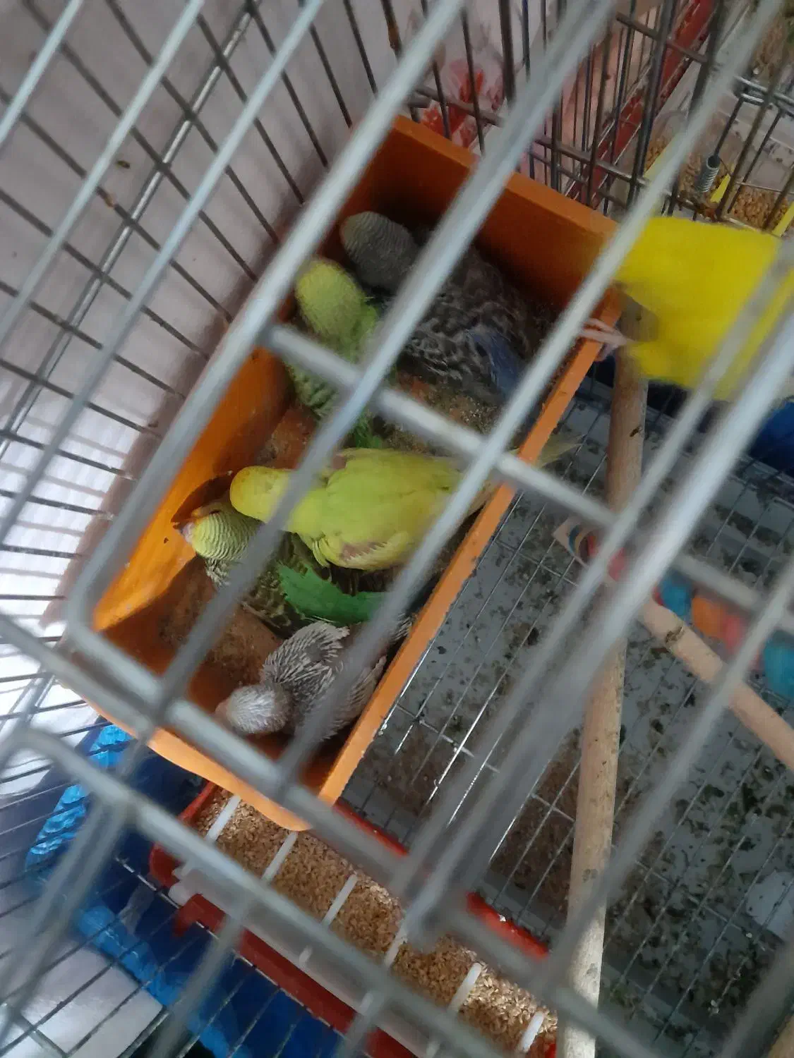 مرغ عشق|پرنده|شاهین‌شهر, شهرک میلاد|دیوار