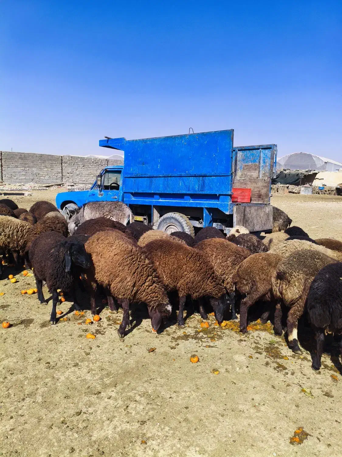 گوسفند مخصوص پروار|حیوانات مزرعه|محمدشهر, ولدآباد|دیوار