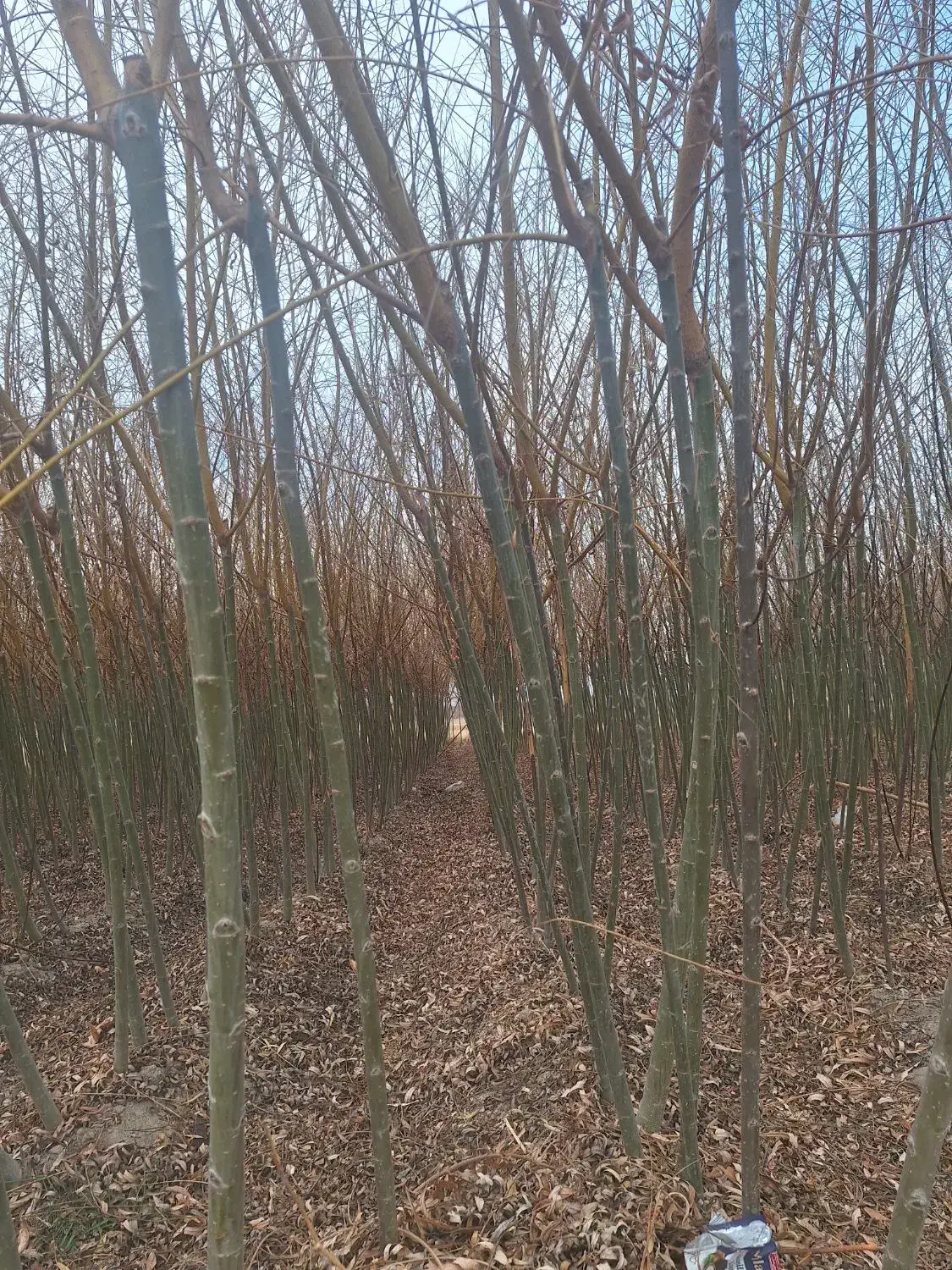 بید مجنون پیوندی طلایی سبز فر سبز|خدمات باغبانی و درختکاری|شاندیز, |دیوار