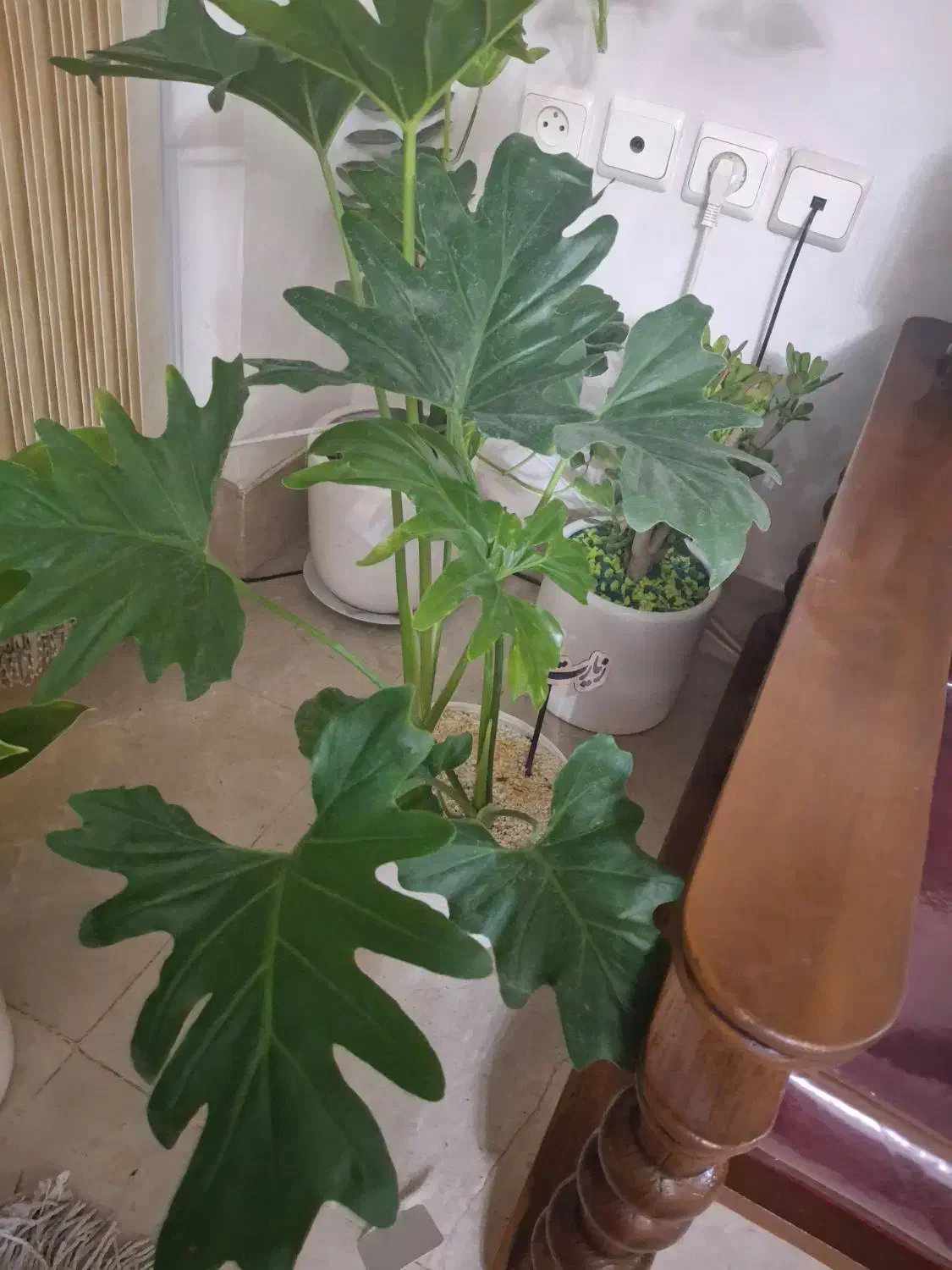 فروش گل تزیینی|گل و گیاه طبیعی|اصفهان, چرخاب|دیوار