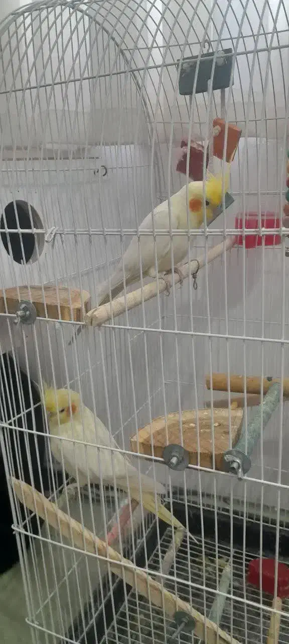 عروس هلندی مولد|پرنده|فولادشهر, مسکن مهر فولادشهر|دیوار