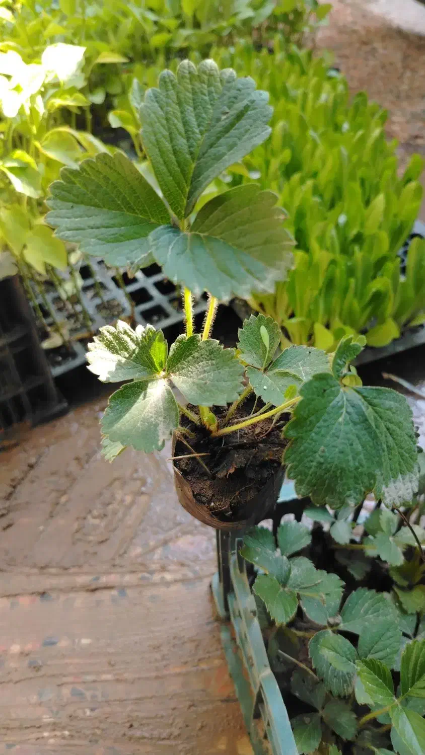 به فروش میرسد|خدمات باغبانی و درختکاری|برازجان, |دیوار