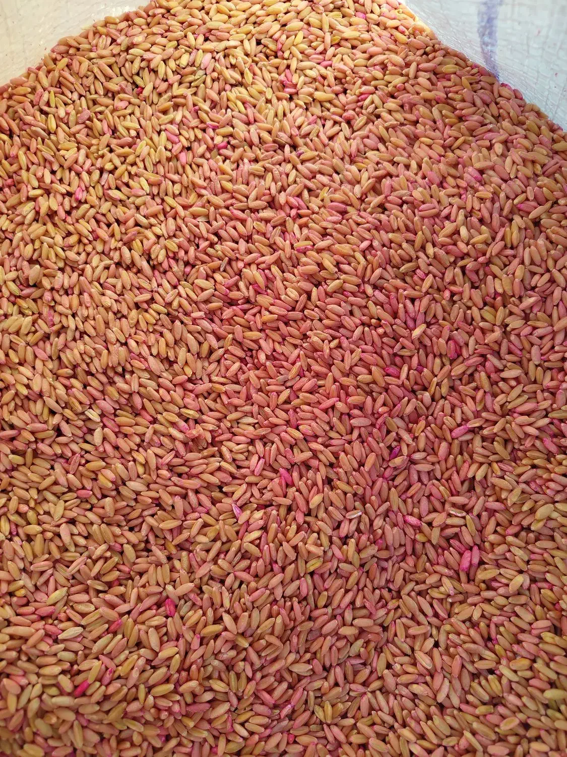 گندم مادر بوجاری شده|خدمات باغبانی و درختکاری|میانه, |دیوار