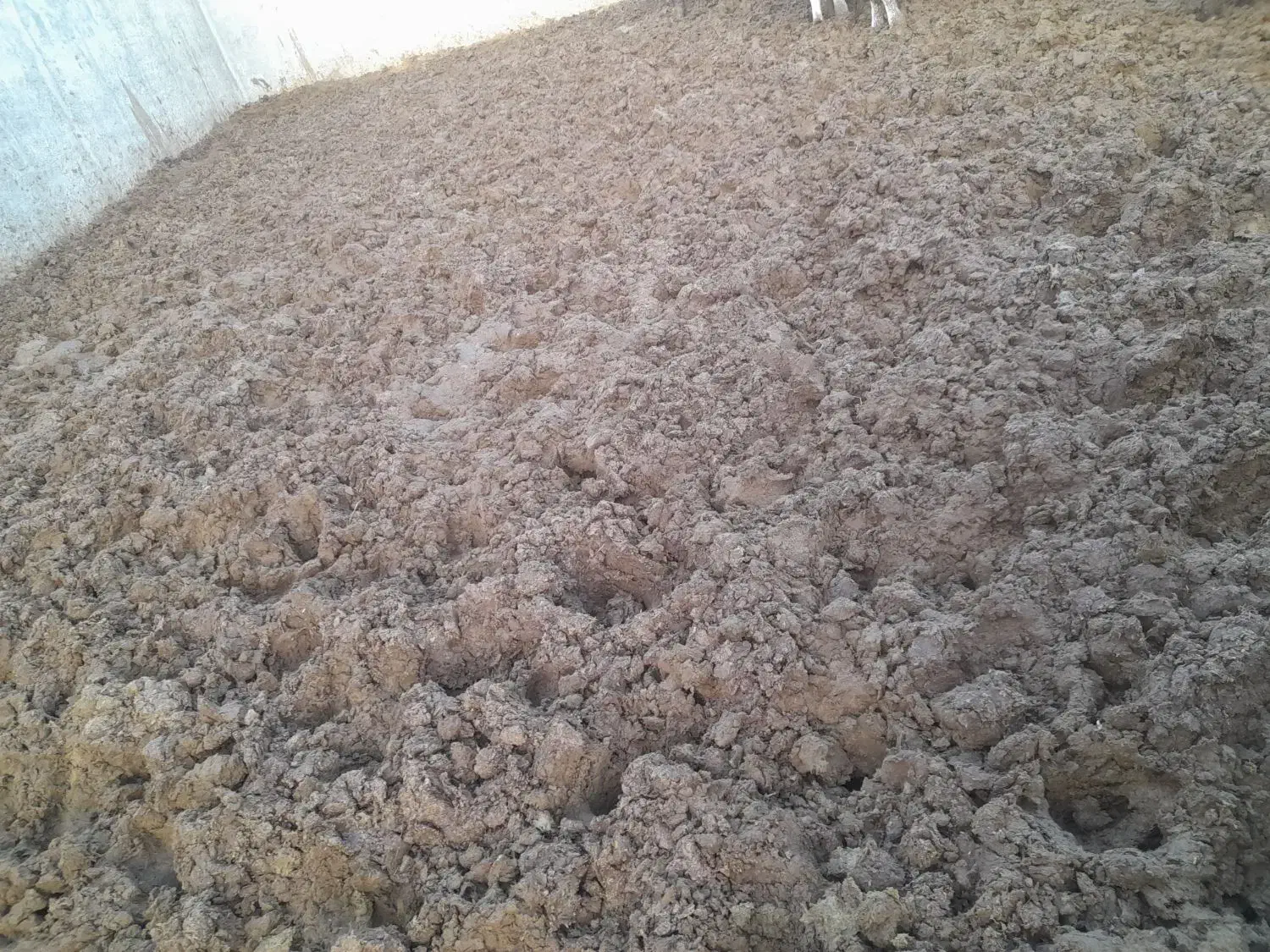 کودگاوی|خدمات باغبانی و درختکاری|بروجرد, |دیوار