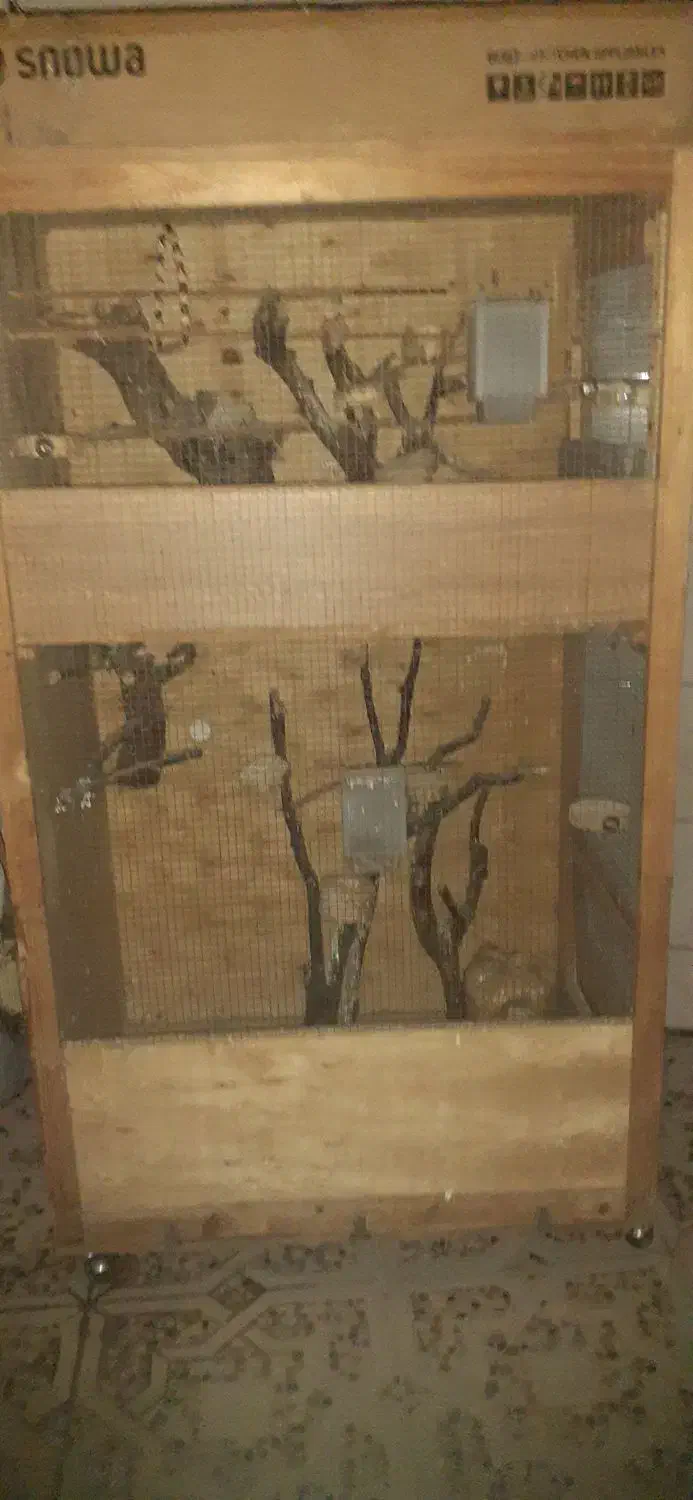 قفس پرنده|لوازم جانبی حیوانات|لاهیجان, کوی خزر|دیوار