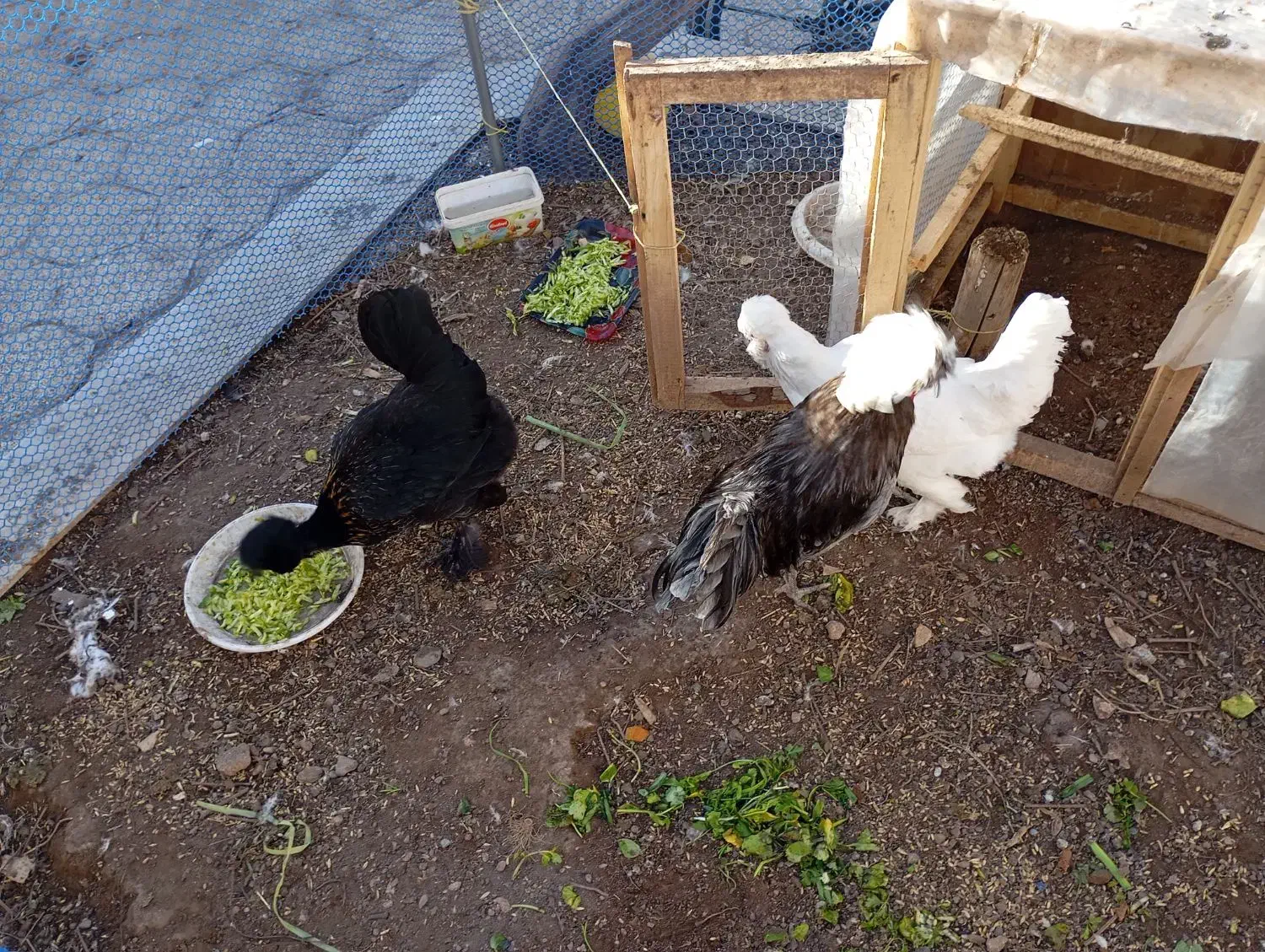 مرغ و خروس|حیوانات مزرعه|نیشابور, شهرک بسیج|دیوار