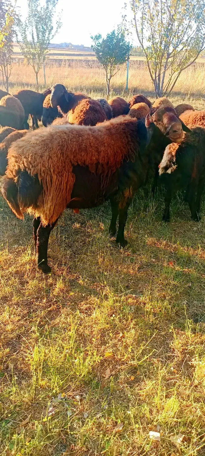 قوچ اصیل قیزیل افشار دوقلوزا|حیوانات مزرعه|تیکمه داش, |دیوار