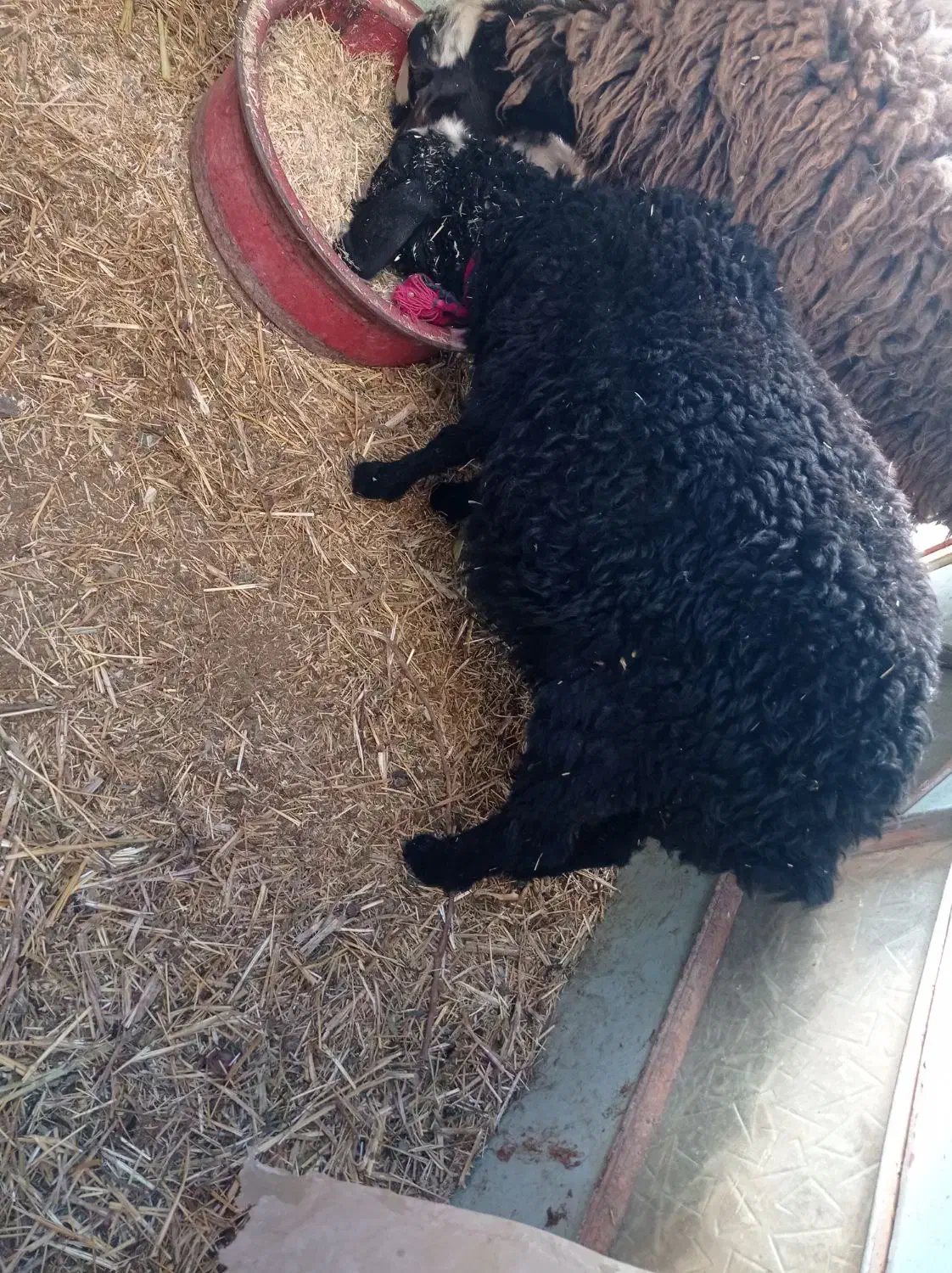 2رس بره1رس بزغاله|حیوانات مزرعه|اسفرورین, |دیوار