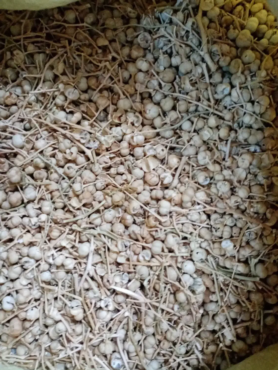 گیاهان دارویی|خوردنی و آشامیدنی|تهران, خاوران|دیوار