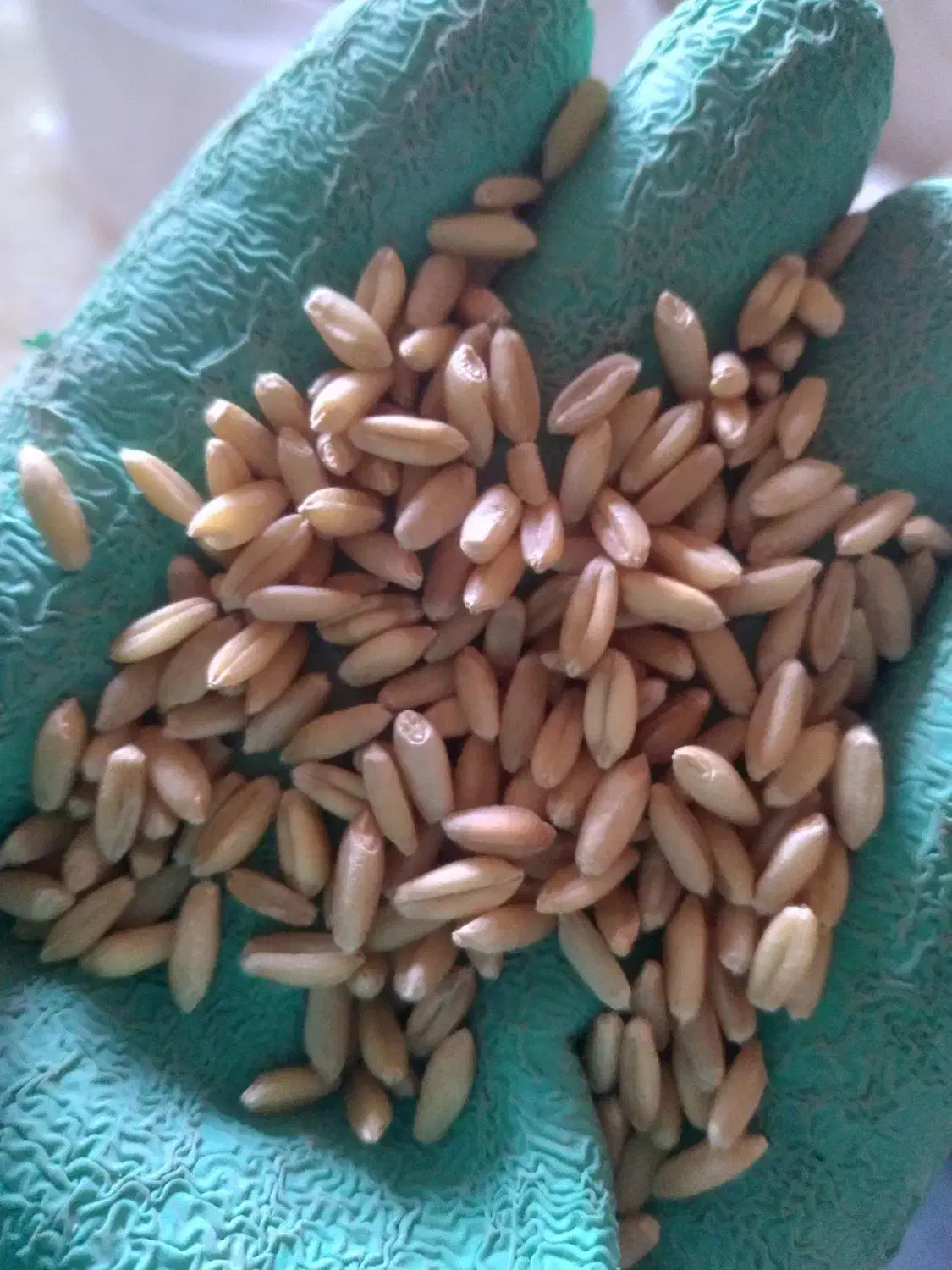 بذر گندم چاق و درجه یک|خدمات باغبانی و درختکاری|دیواندره, |دیوار