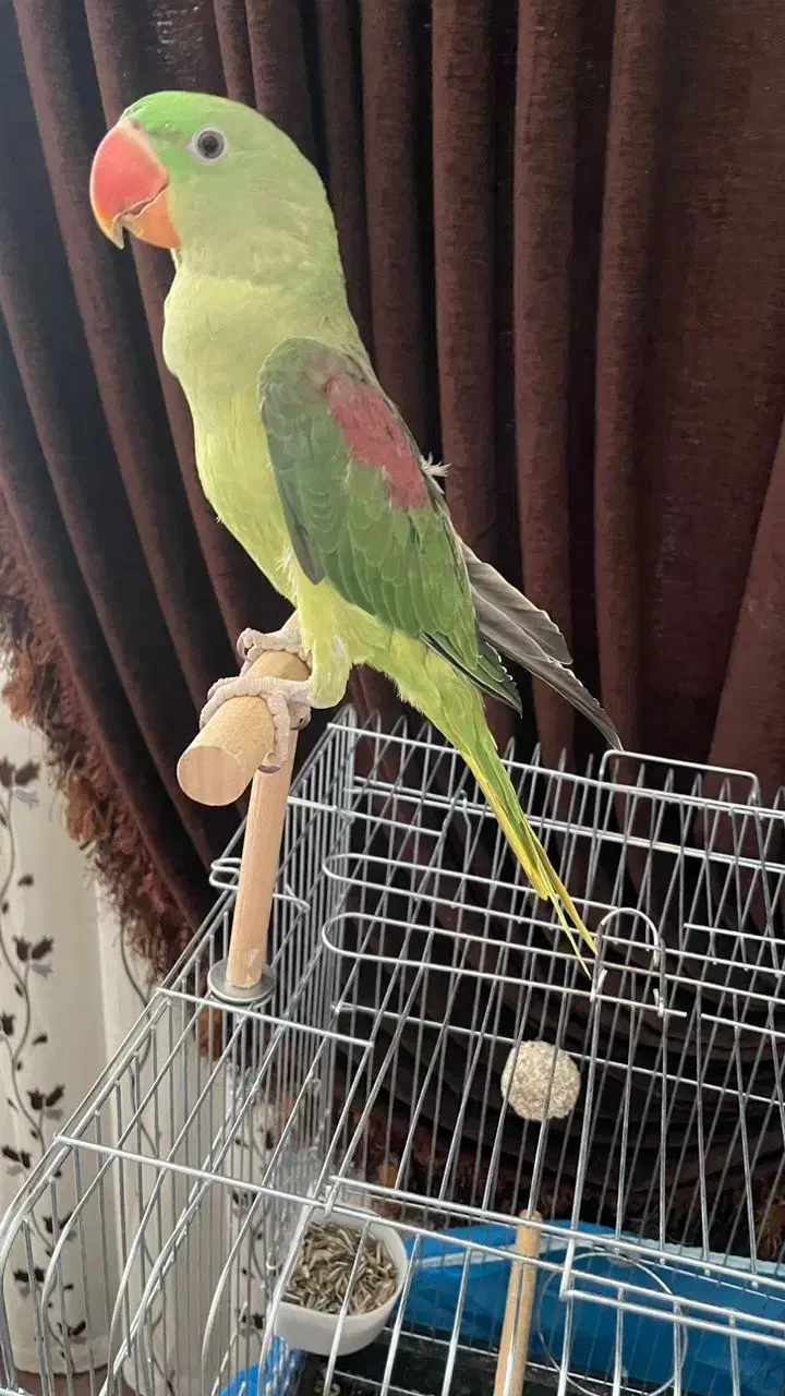 شاه طوطی سخنگو|پرنده|یزد, |دیوار