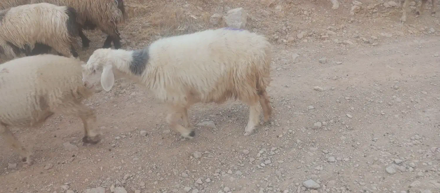 میش شیشک|حیوانات مزرعه|ارژن, |دیوار