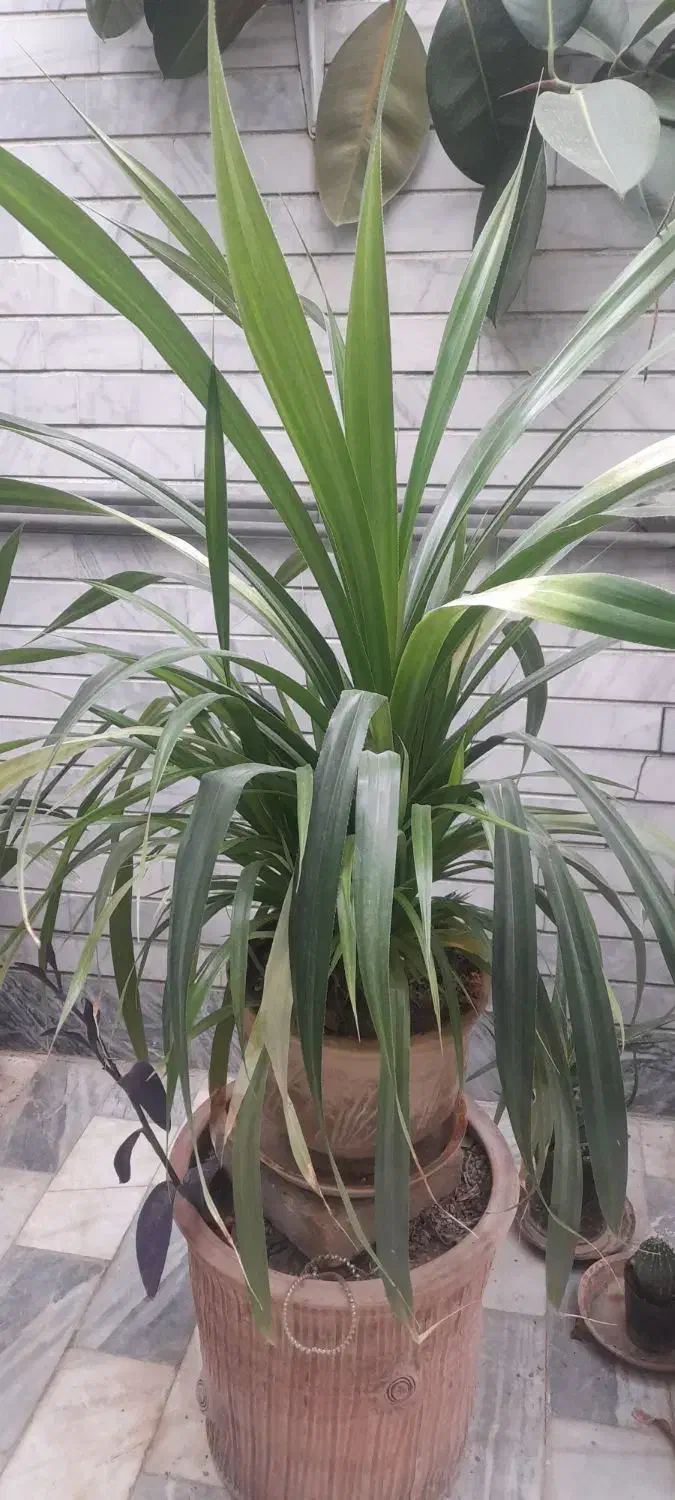 گل های طبیعی|گل و گیاه طبیعی|آبدانان, |دیوار