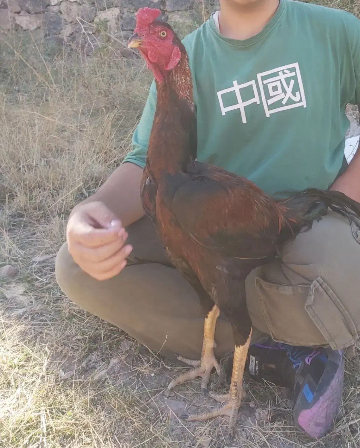 خروس لاری|حیوانات مزرعه|ماکو, |دیوار