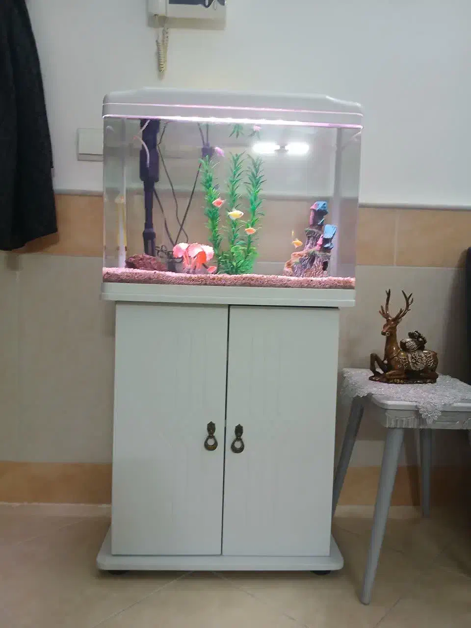 فوری|ماهی|قم, مجیدیه|دیوار