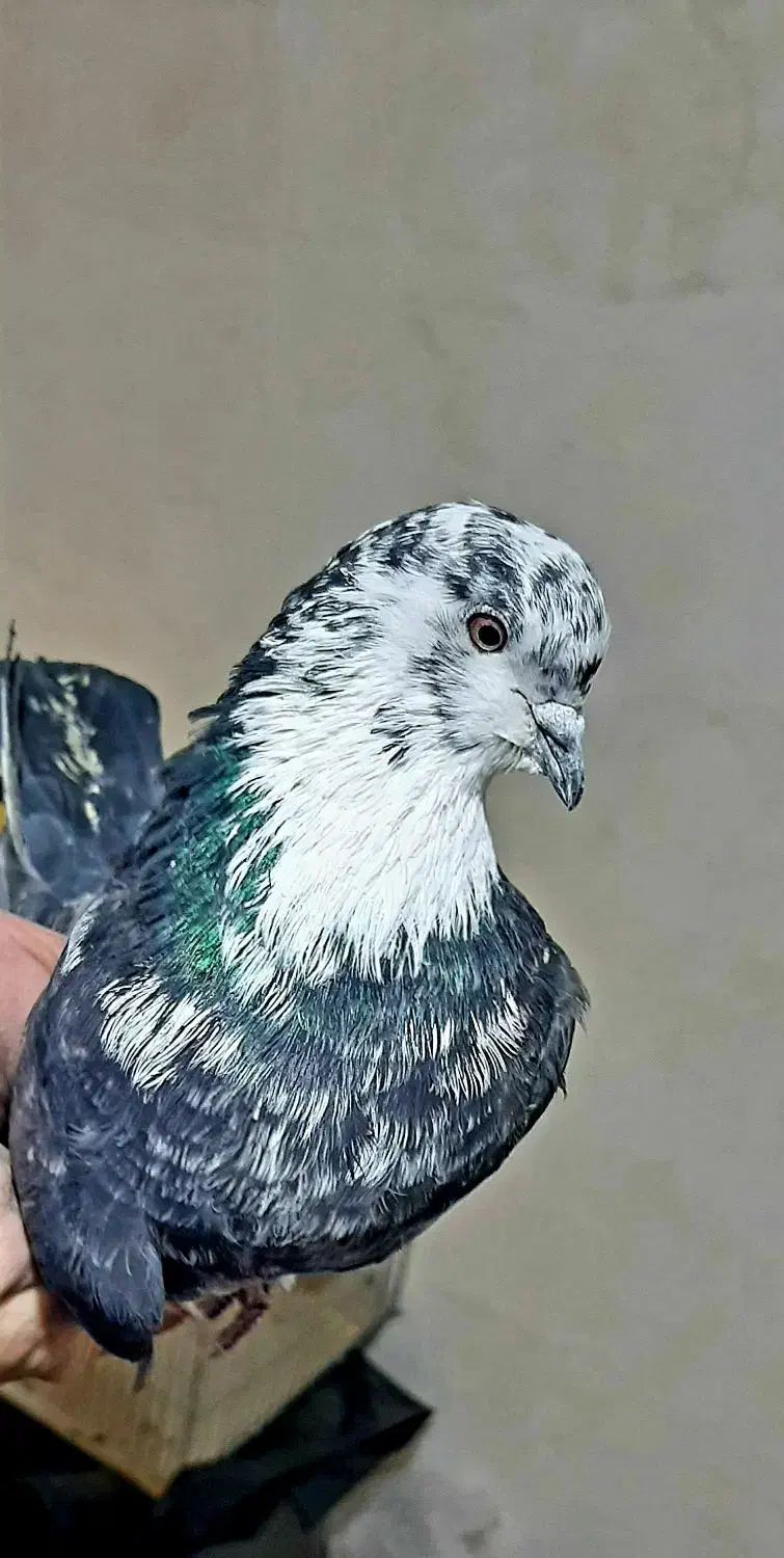 کفتر پرشی ،قاره، زاغ، سوسکی|پرنده|دماوند, گیلاوند|دیوار