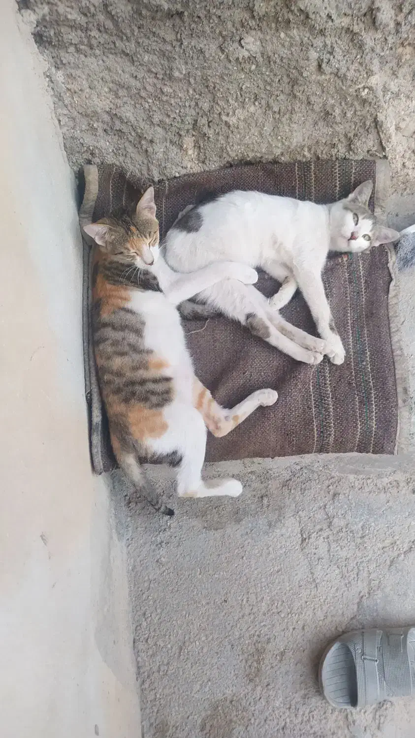 عروسک گربه|اسباب‌بازی بچه|برازجان, |دیوار