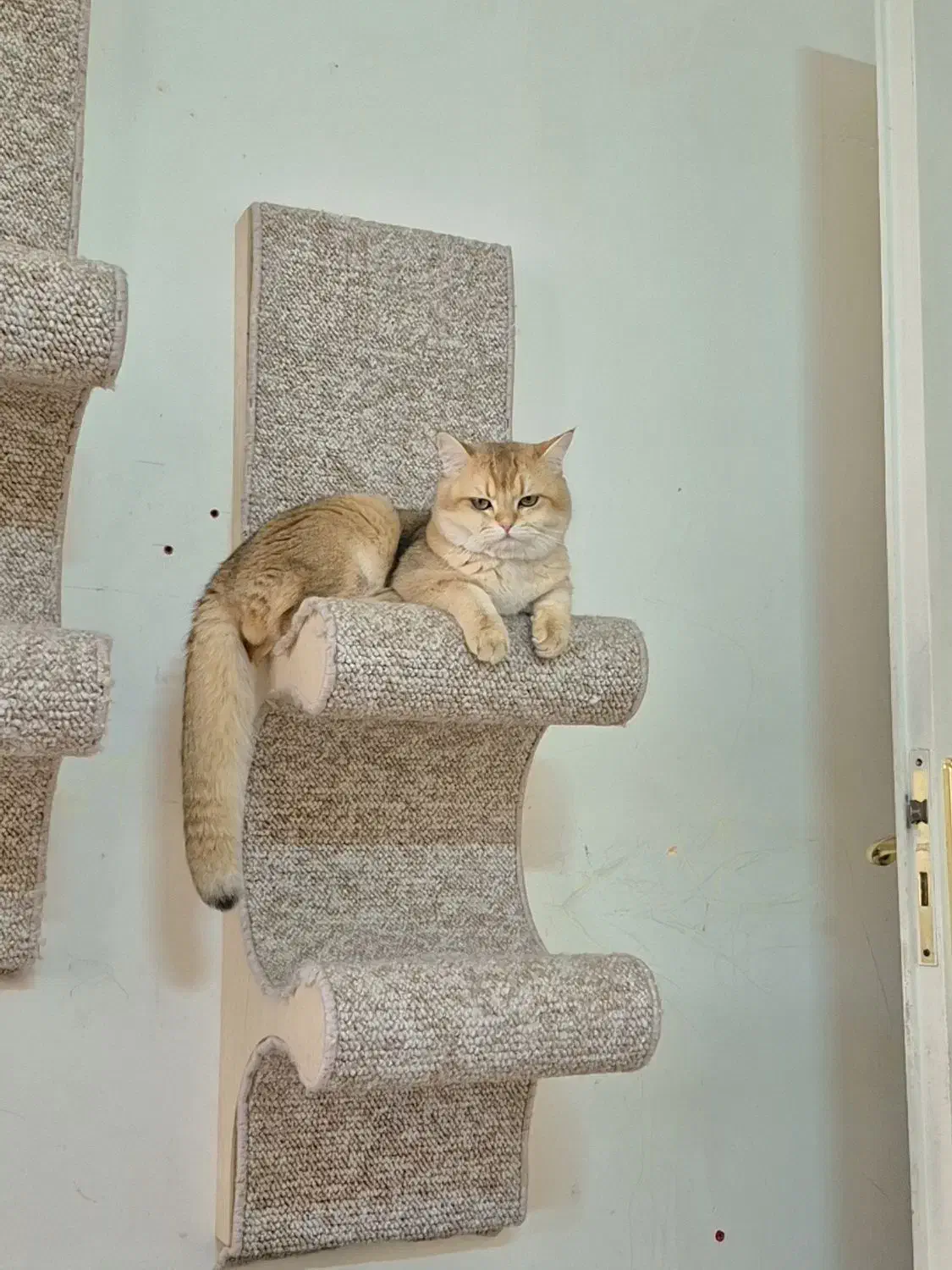 جفت گیری و جفت یابی گربه بریتیش|گربه|تهران, مرزداران|دیوار