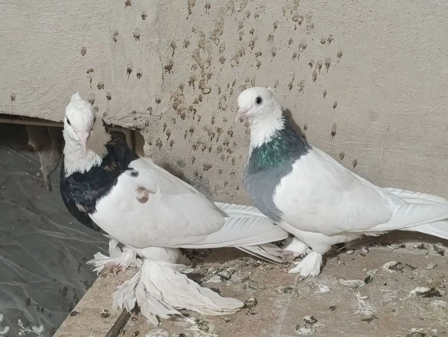 کبوتر نقش|پرنده|تفت, |دیوار