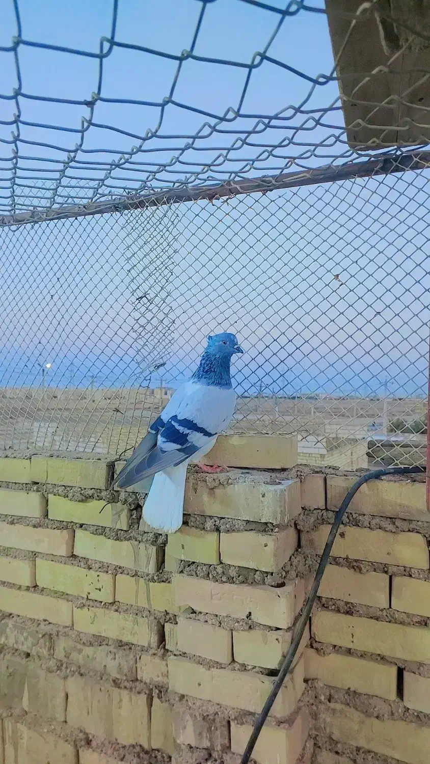 ‌کفتر|پرنده|خرمشهر, |دیوار