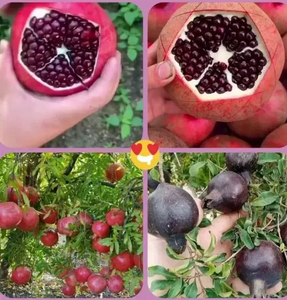 فروش نهال با ارقام های درجه 1|خدمات باغبانی و درختکاری|آذرشهر, |دیوار