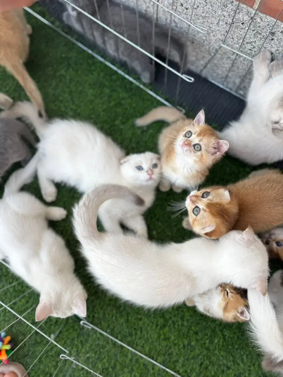 اسکاتیش وگلد وبرتیش|گربه|مشهد, حجاب (شهرک غرب)|دیوار