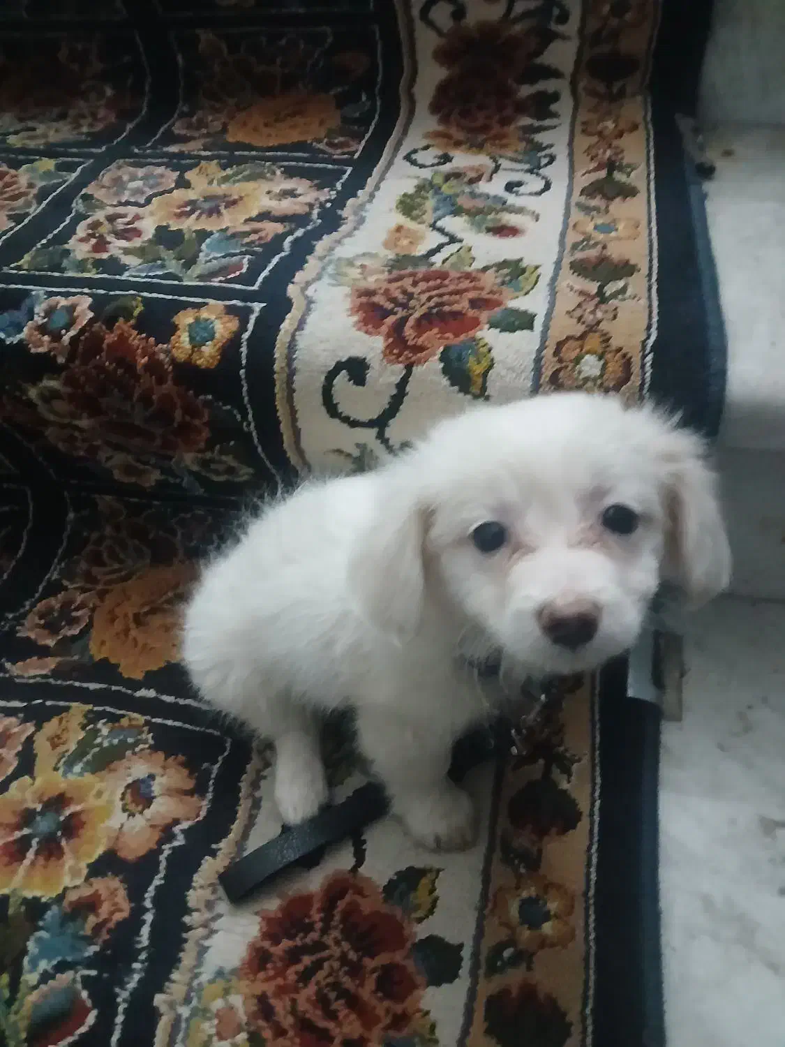 توله سگ|سگ|لاهیجان, رجایی|دیوار