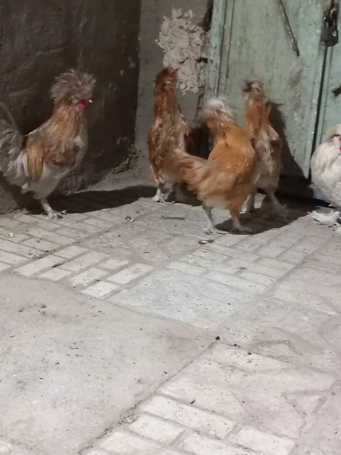 خروس|حیوانات مزرعه|مشهد, تبادکان|دیوار