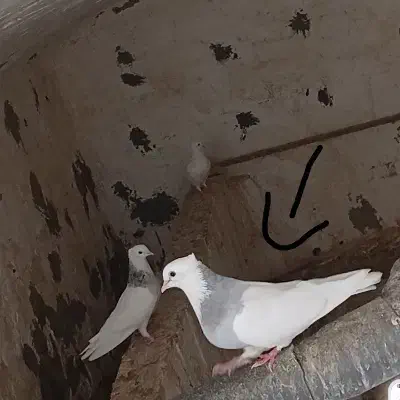 کفتر طوقی|پرنده|اردکان, |دیوار