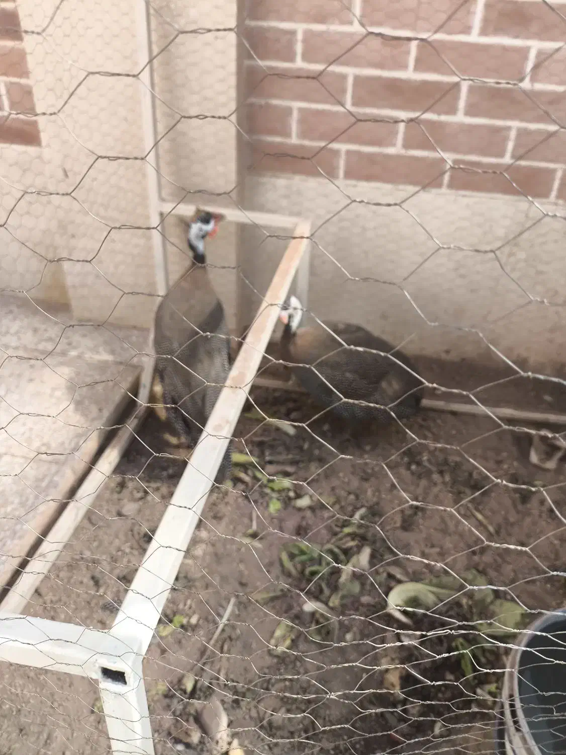 مرغ شاخدار|حیوانات مزرعه|کرمان, |دیوار