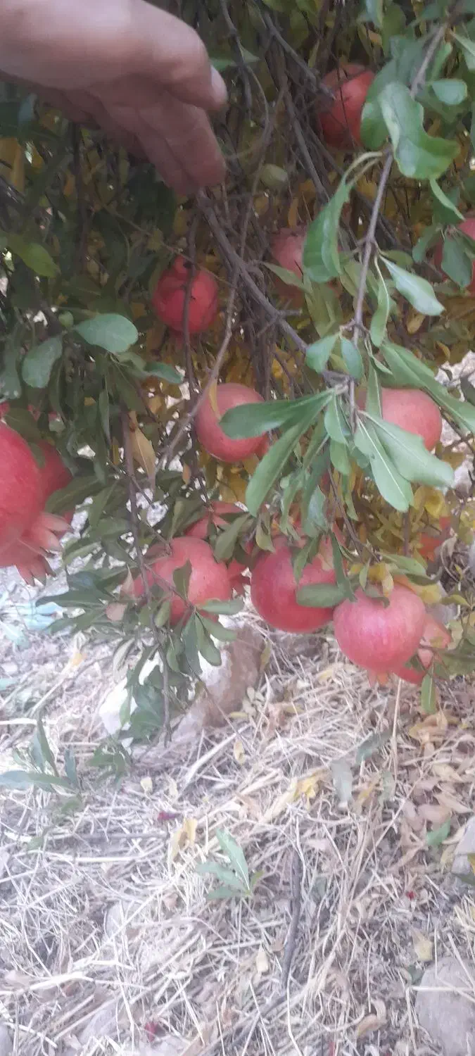 انار درجه یک|خوردنی و آشامیدنی|کوهنانی, |دیوار