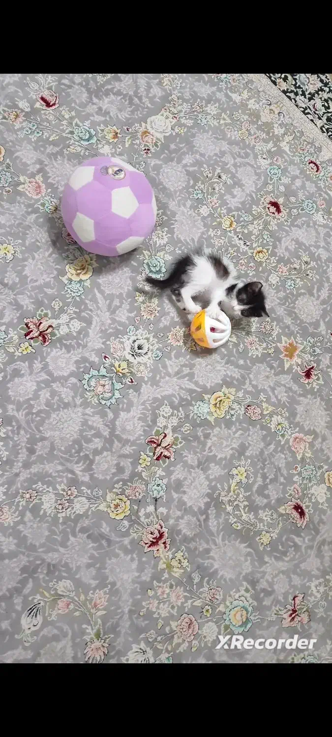 واگذاری بچه گربه دو ماهه ماده|گربه|آستانه اشرفیه, |دیوار