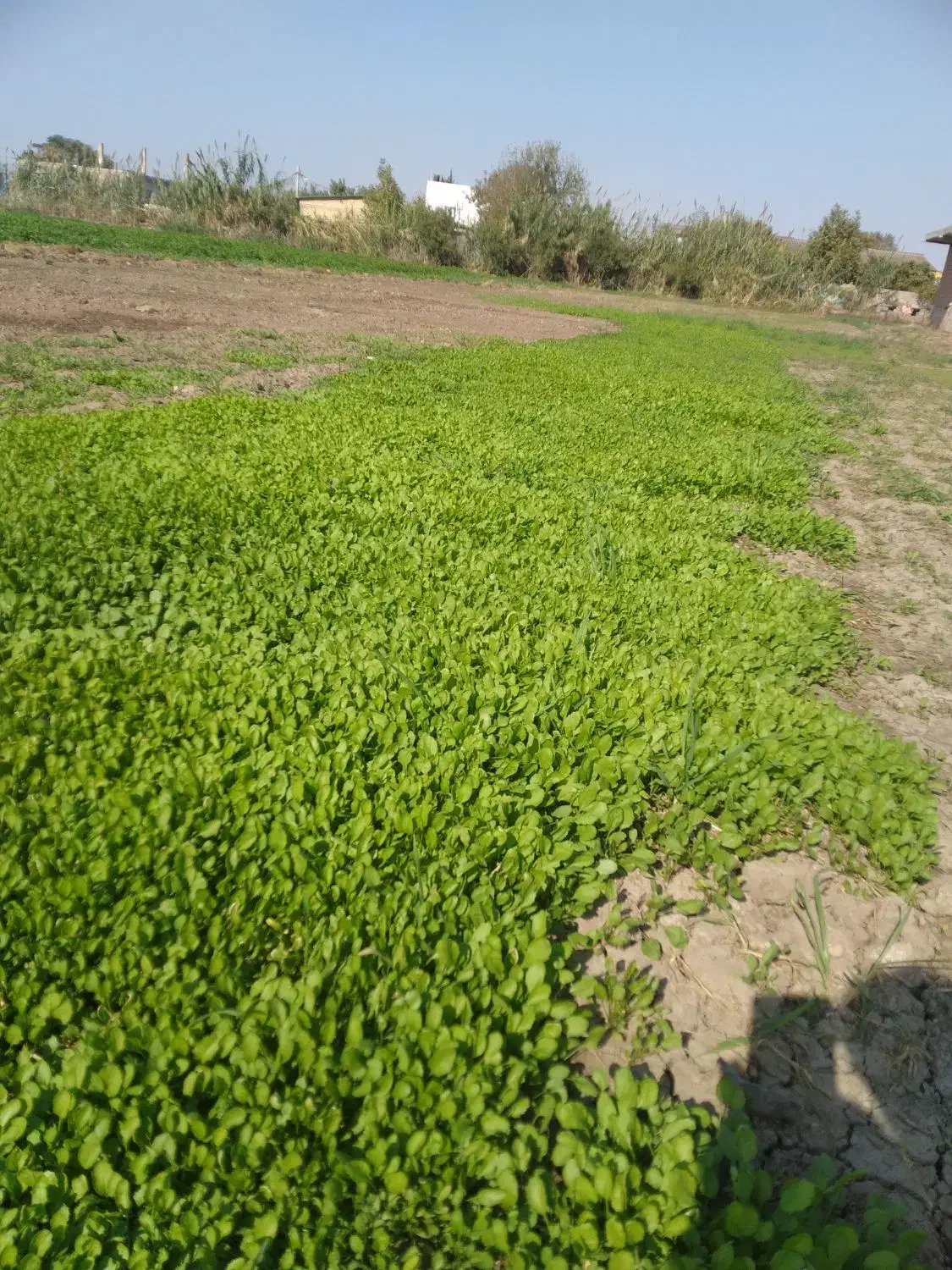 سبزی خوردن|خوردنی و آشامیدنی|فاضل آباد, |دیوار