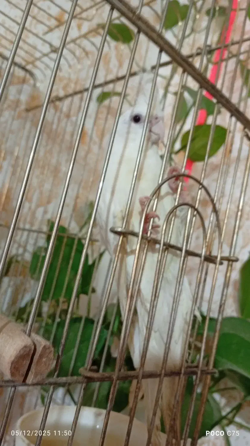 فروش فوری عروس هلندی|پرنده|خرم‌آباد, |دیوار