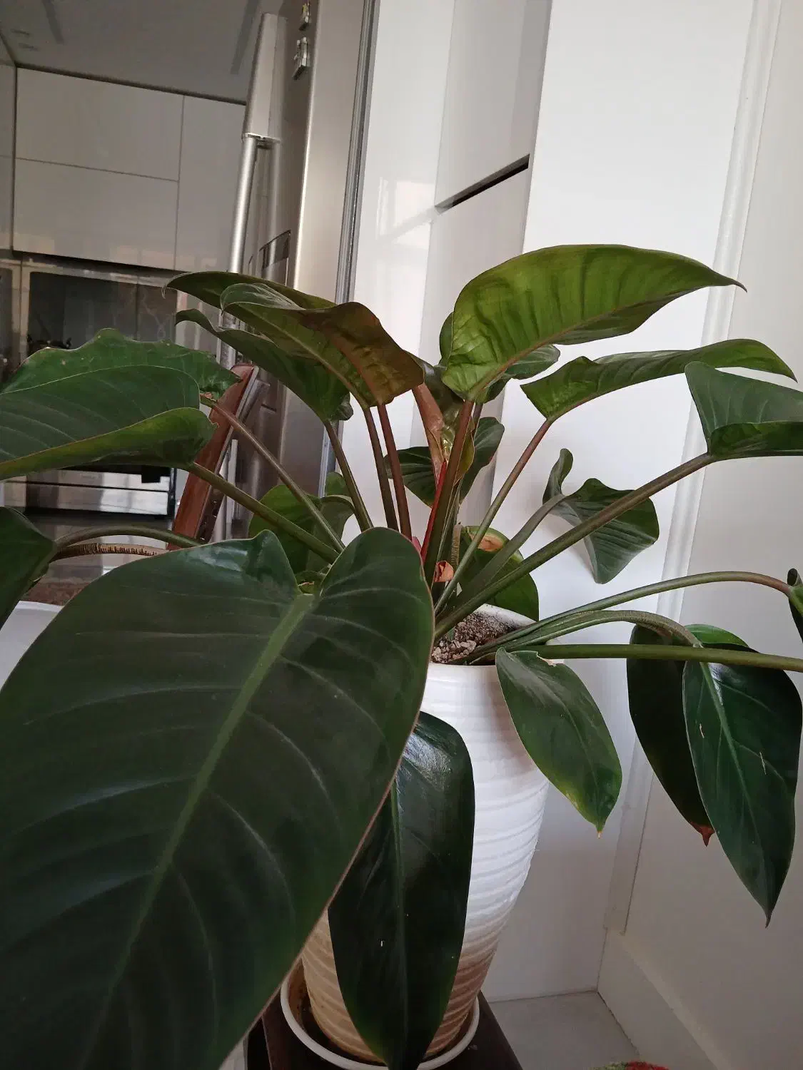 گل فلیندرون شرابی سایزبزرگ|گل و گیاه طبیعی|اصفهان, ملکشهر|دیوار