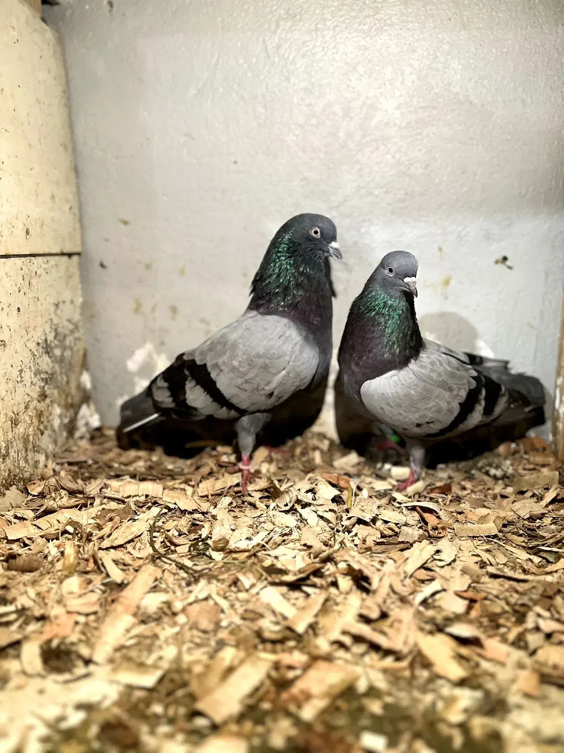 کفتر|پرنده|حویق, |دیوار