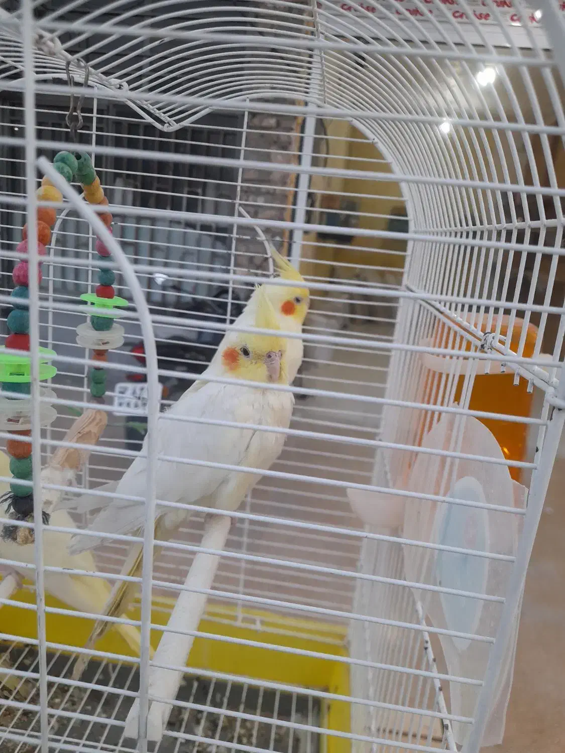 پرنده|پرنده|میناب, |دیوار